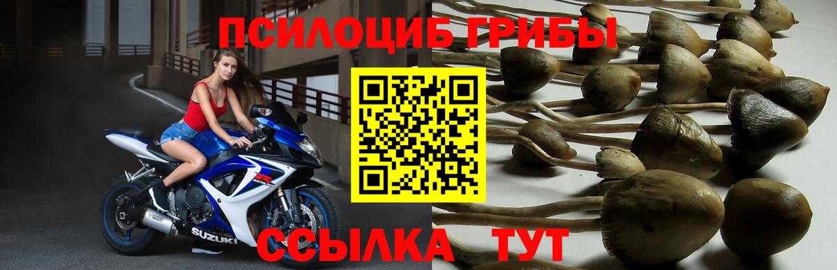 Псилоцибиновые грибы GOLDEN TEACHER Острогожск